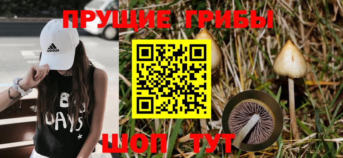 Псилоцибиновые грибы прущие грибы Курчалой